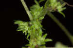 Pennsylvania pellitory